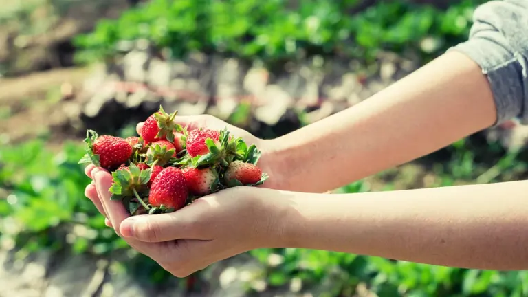 Strawberry Farm