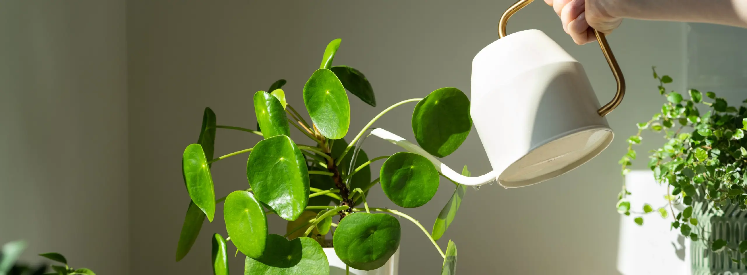 Pfp Shared Ownership Web Hero Images 2560X1440 250916 V0 Plant Pot