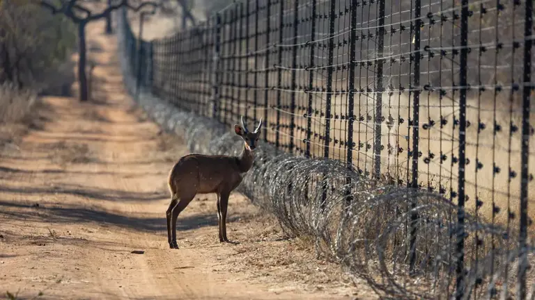 Deer By Fence