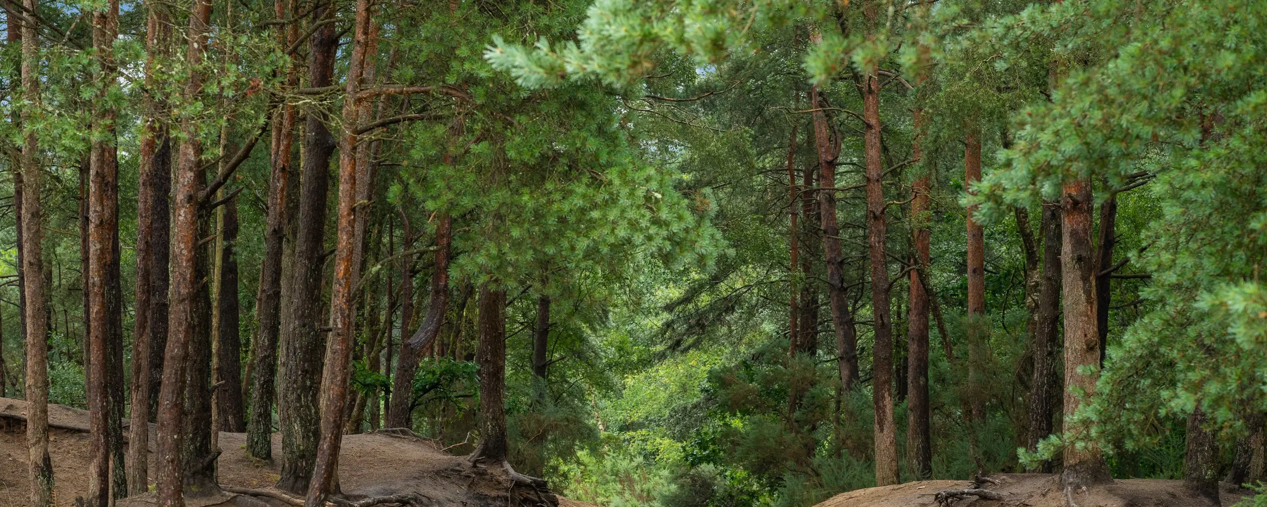 033 Hires Localarea Photography Whistlewood DSC01143