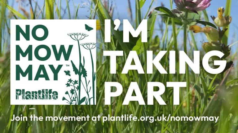 No Mow May Poster