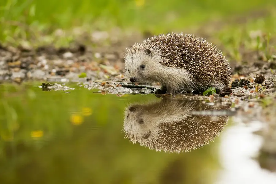 Shutterstock 361976309